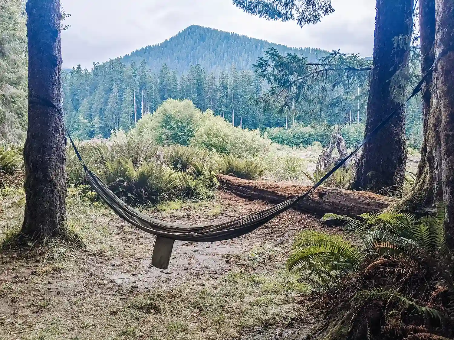 A hammock tied between two trees offers a relaxing spot with a view of lush greenery and distant mountains. Perfect for a break, as described in our Guide to Backpacking the Hoh Rainforest.