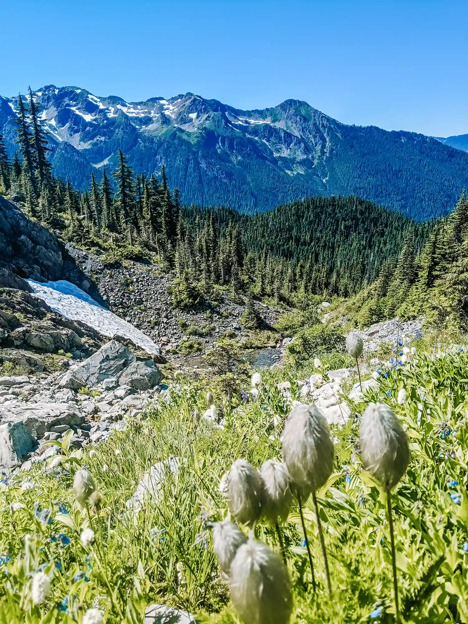 A stunning view featuring wildflowers in the foreground, rocky terrain, and lush green mountains under a clear blue sky scenery in our guide to backpacking The Hoh Rainforest.