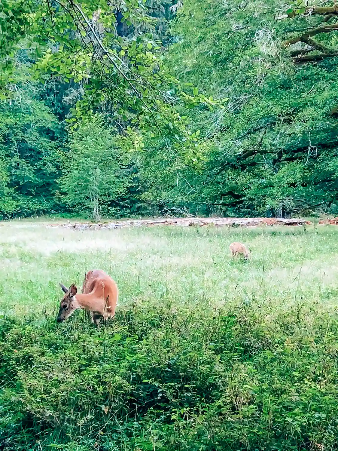 A serene wildlife moments in our Guide to Backpacking the Hoh Rainforest with a deer eating grass in a lush meadow at Elk Lake in the Hoh Rainforest.