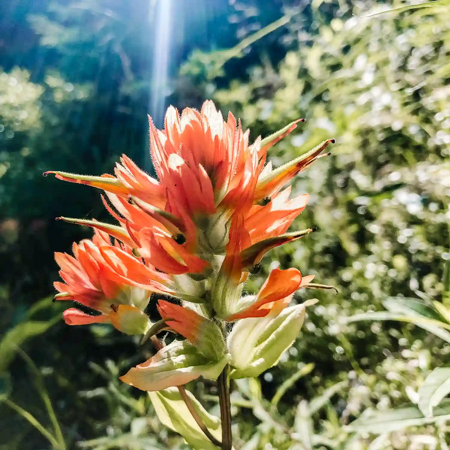 A red wildflower illuminated by sunlight is one of the many natural wonders you'll see in our guide to backpacking The Hoh Rainforest.