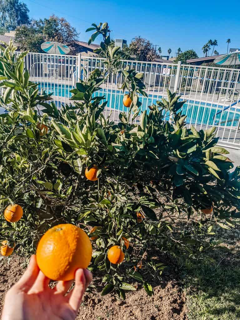 Holding a freshly picked orange from a lush green tree with more ripe oranges, set against the backdrop of a sunny pool area, capturing the essence of Arizona in winter.