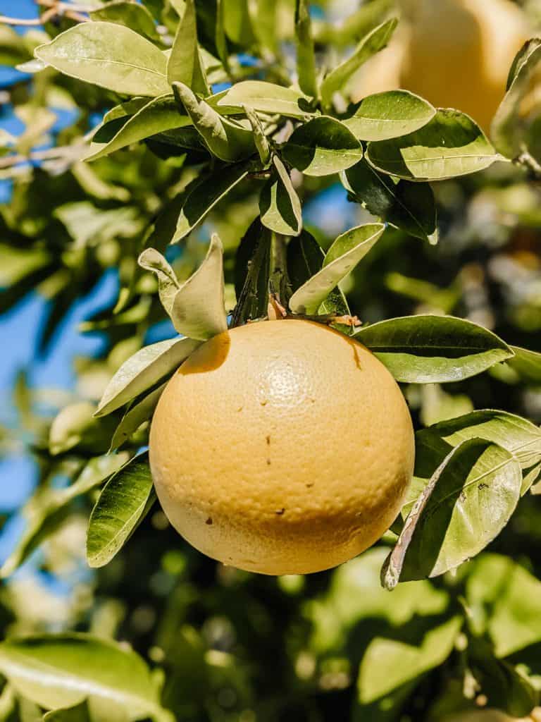 A ripe orange hangs from a lush green tree branch under the bright Arizona in winter.