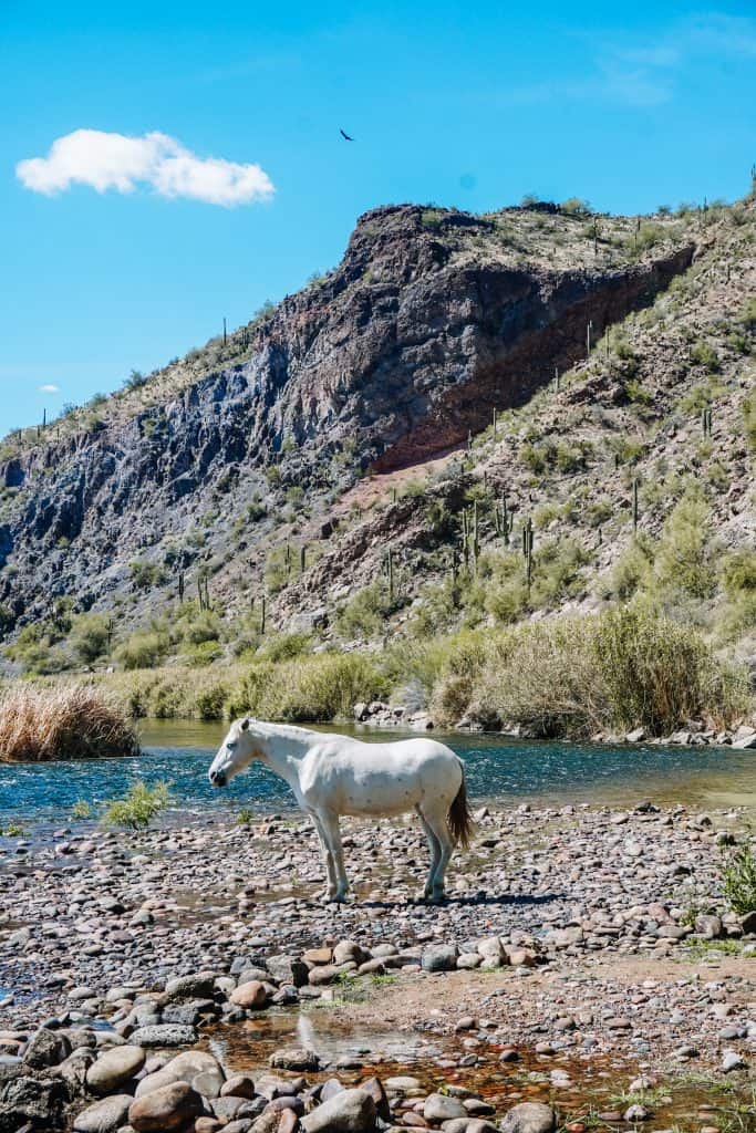 A white horse stands on a rocky riverbank surrounded by lush greenery and towering cliffs under a clear blue sky, seen during an Arizona hiking trip.