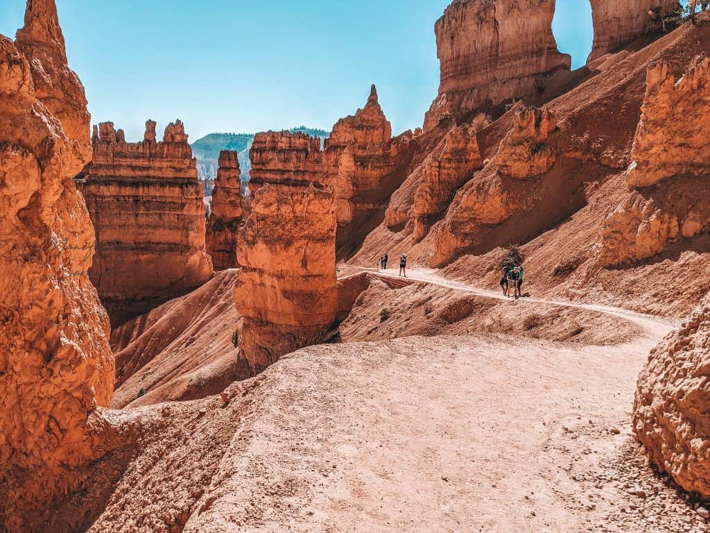 A trail winds through the vibrant red and orange rock formations in Bryce National Park, with a few hikers walking along it, surrounded by tall, narrow hoodoos under a clear blue sky.