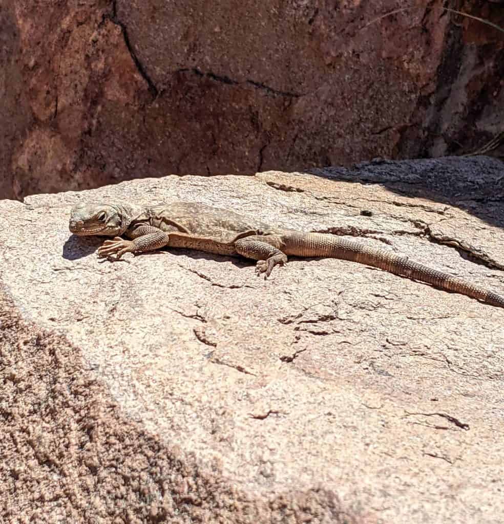 While hiking in Phoenix, I spotted a lizard basking in the sun on a rock, perfectly blending in with its surroundings. Its long tail and textured skin are well-adapted to the desert environment, making it an intriguing sight along the trail.