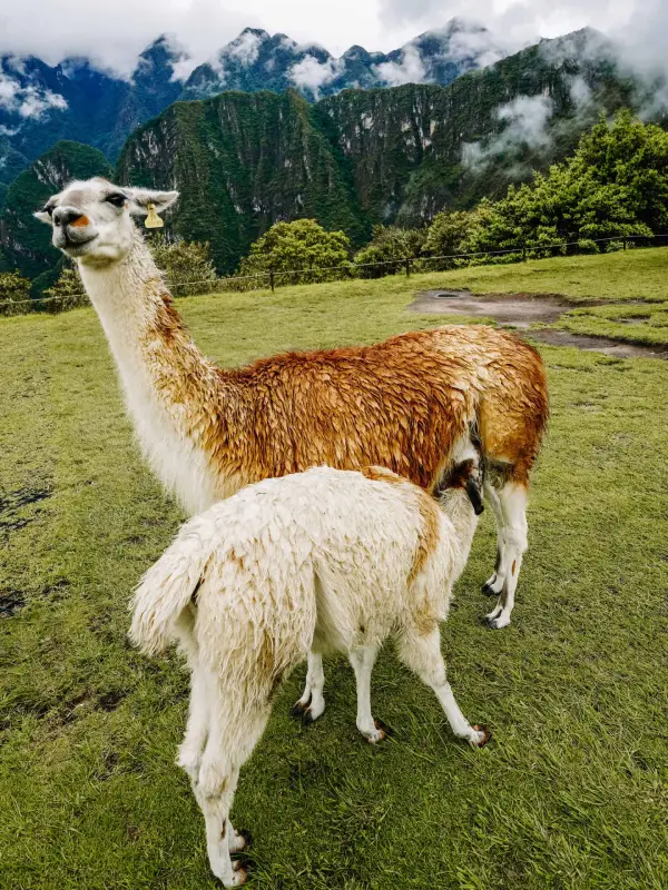 A mother and baby Alpaca stand on a green hill at Machu Picchu with misty mountains in the background, highlighting one of the delightful things to do at Machu Picchu.