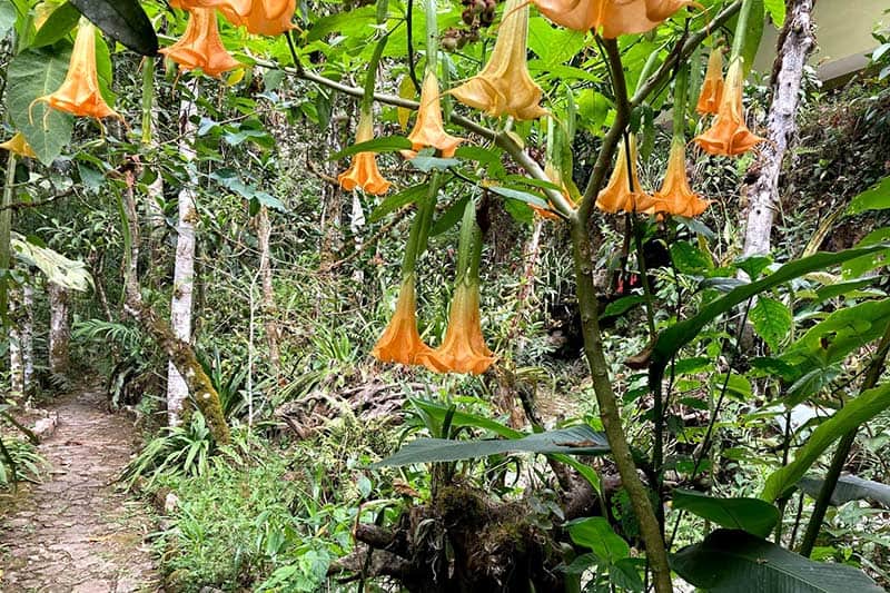 A visit to the Machu Picchu Botanical Garden is one of the things to do at Machu Picchu. This image features a lush garden path surrounded by vibrant orange trumpet-shaped flowers and dense greenery.