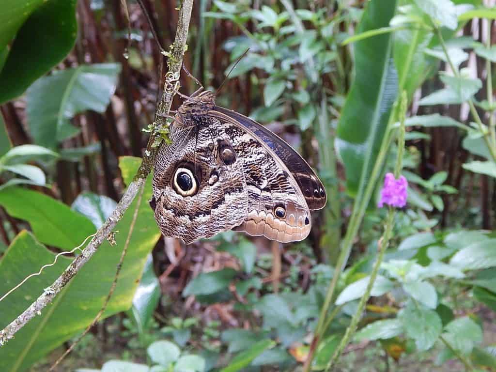 A close-up of a butterfly with intricate patterns on its wings, resting on a branch surrounded by lush green foliage. One of the things to do at Machu Picchu is to explore the diverse flora and fauna.