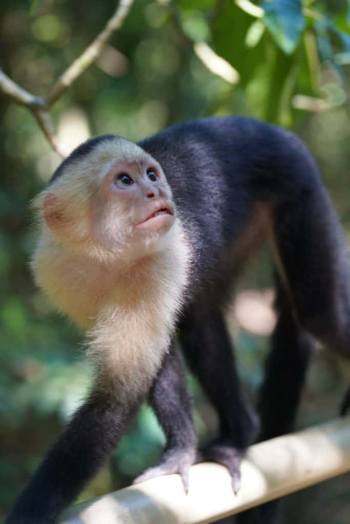 A curious capuchin monkey looking up while perched on a branch in a forest, a common sight on Costa Rica day trips.