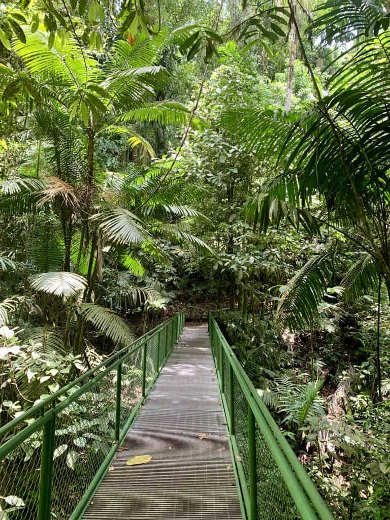 A narrow, green metal bridge leading through a dense, lush jungle, surrounded by towering palm trees and thick foliage. It was a serene part of one of our Costa Rica day trips, where we were immersed in the heart of the rainforest, surrounded by nature's vibrant greenery.