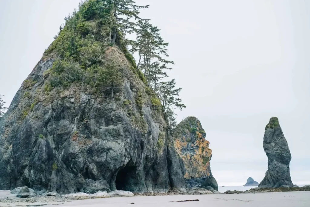 Large sea stacks with trees growing on top stand along the shoreline at Shi Shi Beach Olympic National Park.