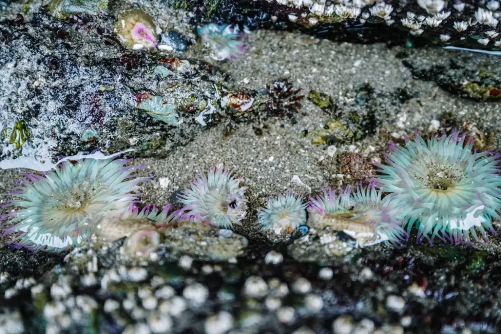 Colorful sea anemones cling to rocks in a tide pool at Shi Shi Beach Olympic National Park.